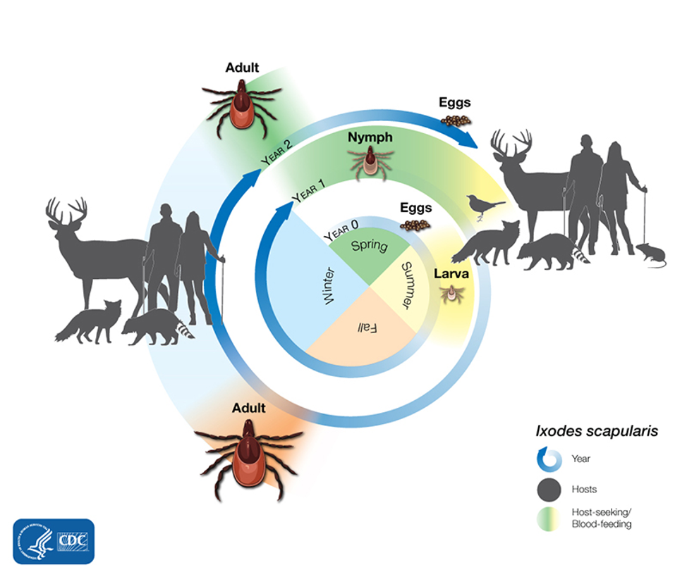 Common Ticks The Tick Lifecycle And Tick Myths Lyme And Tick Borne