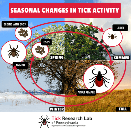 The Tick Lifecycle – Lyme & Tick-Borne Disease Testing & Statistics