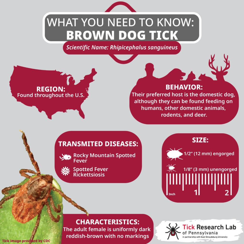 Tick Season is Not Over Yet? Dangerous Ticks To Watch Out For This Fall