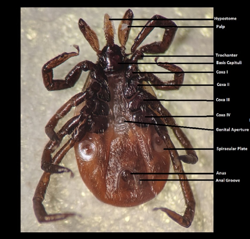 Tick Identification Tips PA Tick Research Lab (2022)