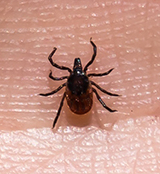 Good example of a tick photo